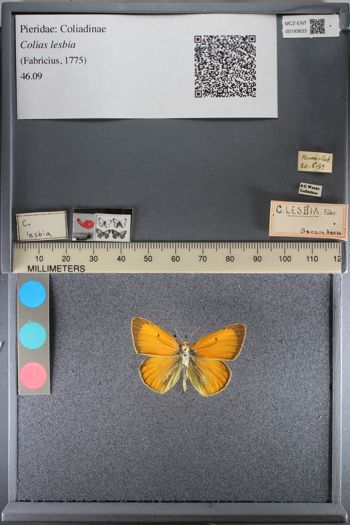 Media type: image;   Entomology 193833